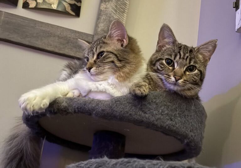 kittens-cat-tree-001