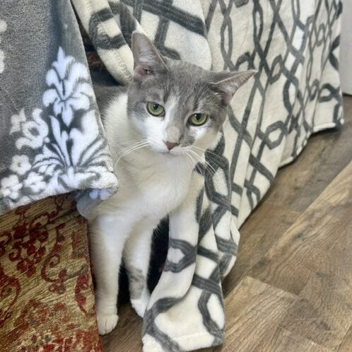 safe-haven-for-special-kitties_1663