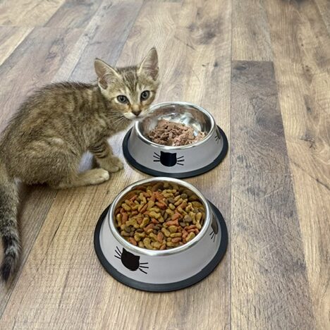 safe-haven-for-special-kitties_1666