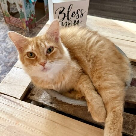 safe-haven-for-special-kitties_1667